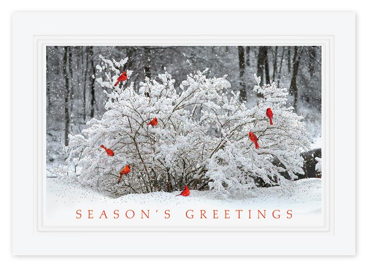 Custom greeting card with 7 red birds on a snow-covered tree in the forest.