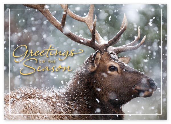 Send warm holiday greetings with this majestic and budget-friendly Call of the Wild Card.